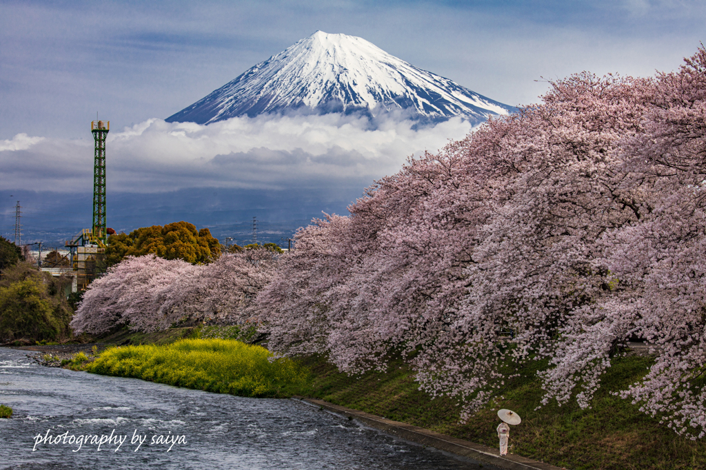 桜花眺める