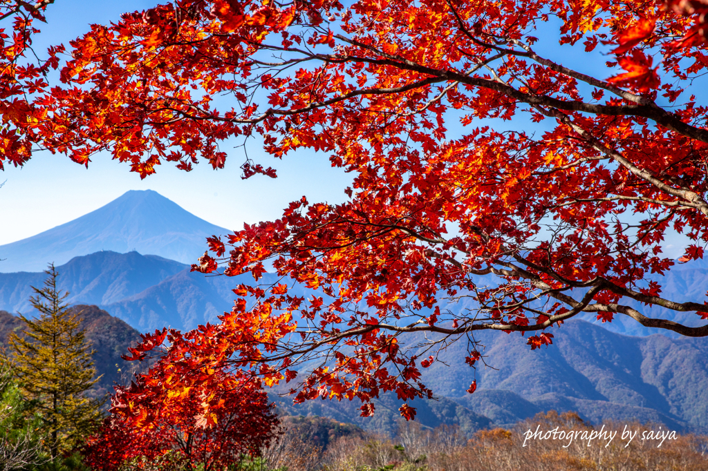 紅に囲まれて
