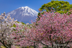 花盛り その１