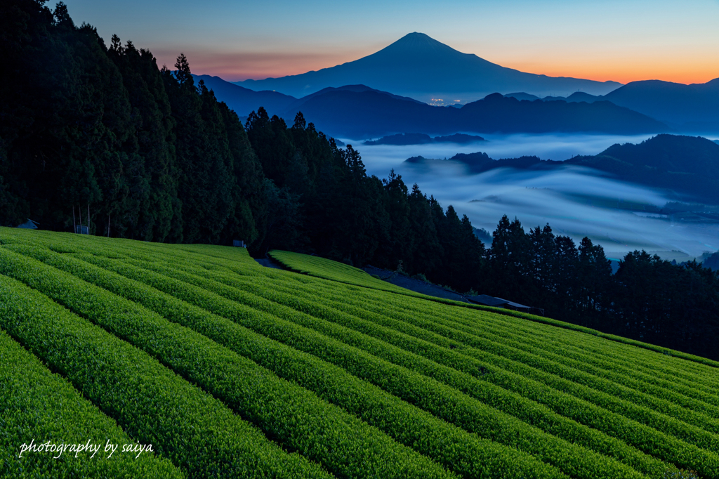 天空の茶畑