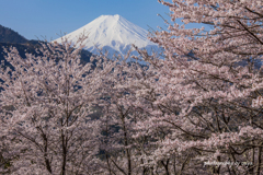 里山の春景2