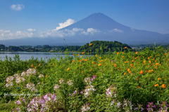 湖畔に咲き誇る