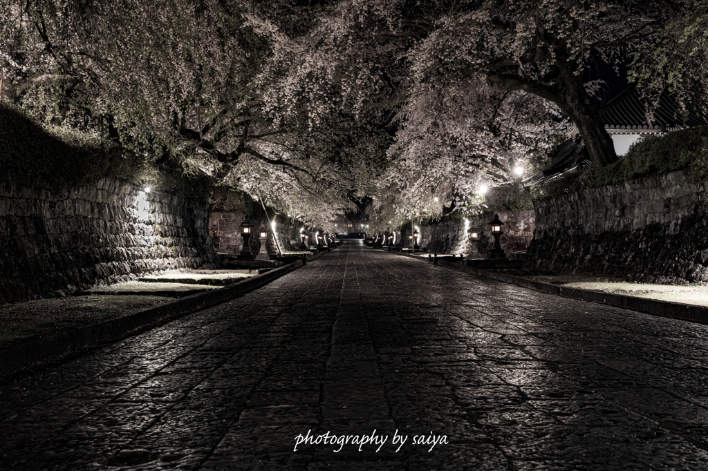 大石寺の夜桜