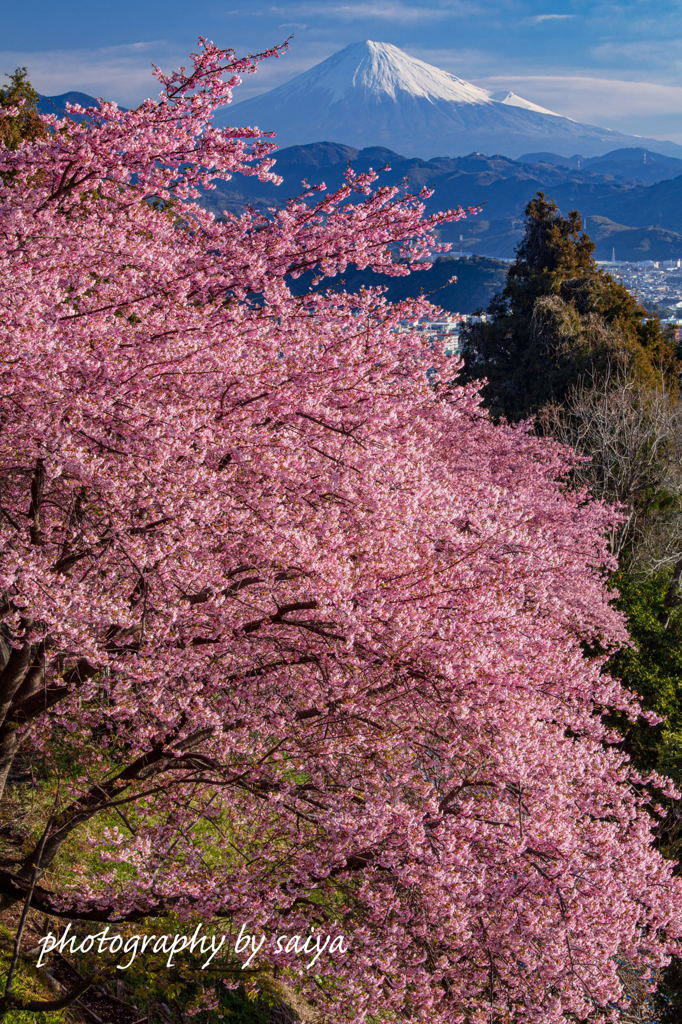 花盛り