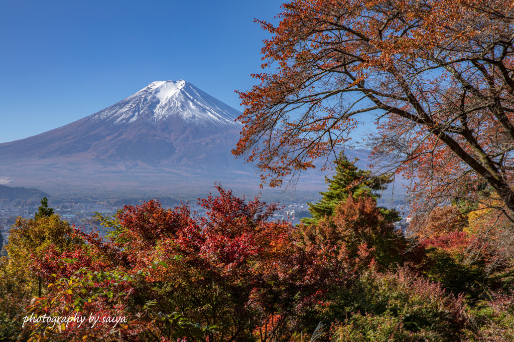 彩の園