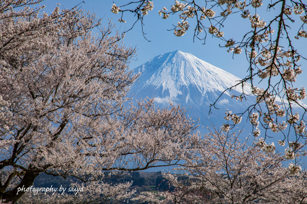 桜花の中に