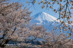 桜花の中に