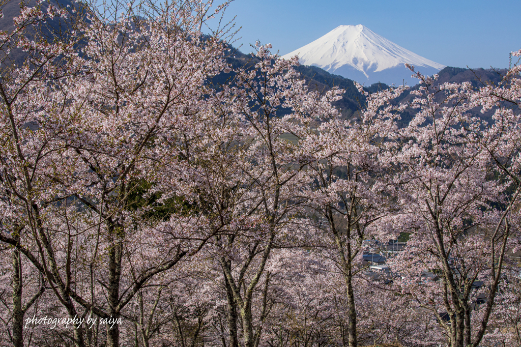 里山の春景3