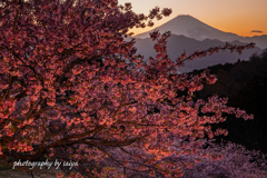 桜煌々と