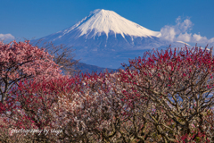 早春の宴