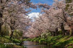 新名庄川の春