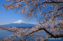 湖畔の春