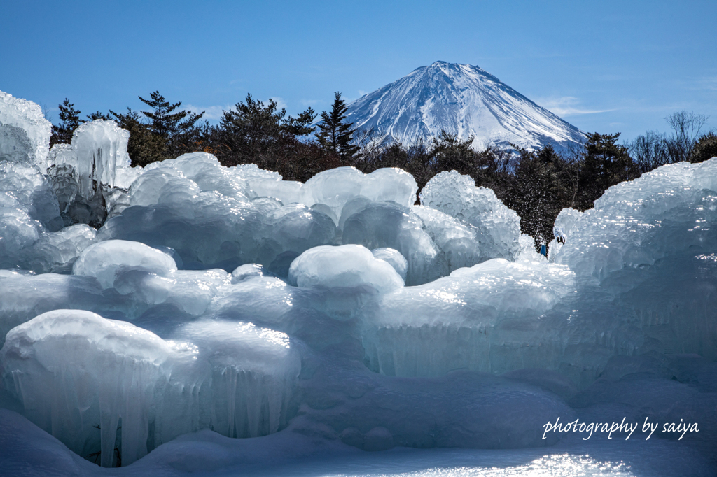 魅惑の樹氷