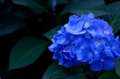 紫陽花