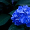 紫陽花