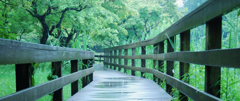 雨の道