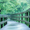 雨の道