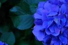 紫陽花