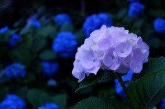 紫陽花