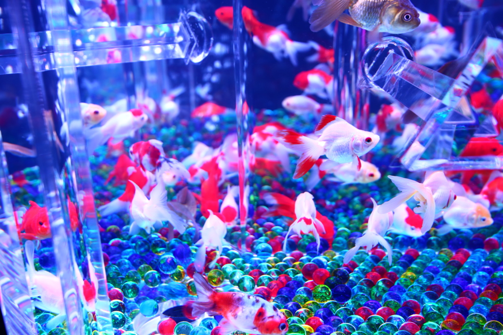 金魚