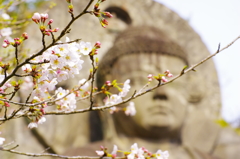 2014　3/31　日本寺　桜のころ