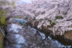 勝浦町の桜