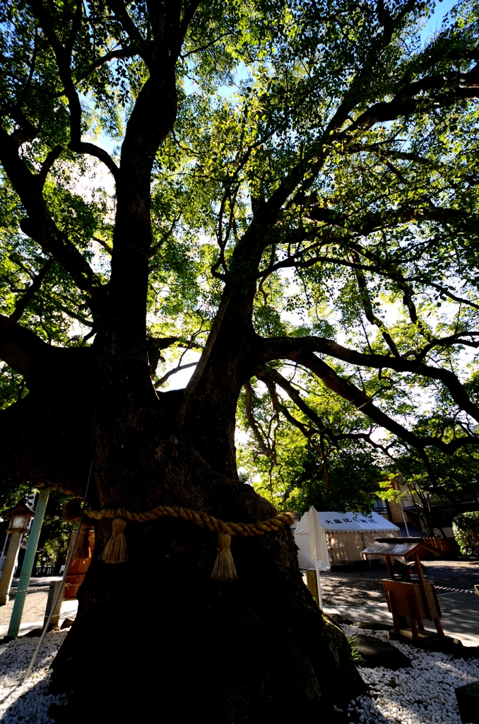 201312-大麻彦神社01