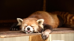 20140601-とくしま動物園-01