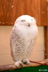 もふもふ
