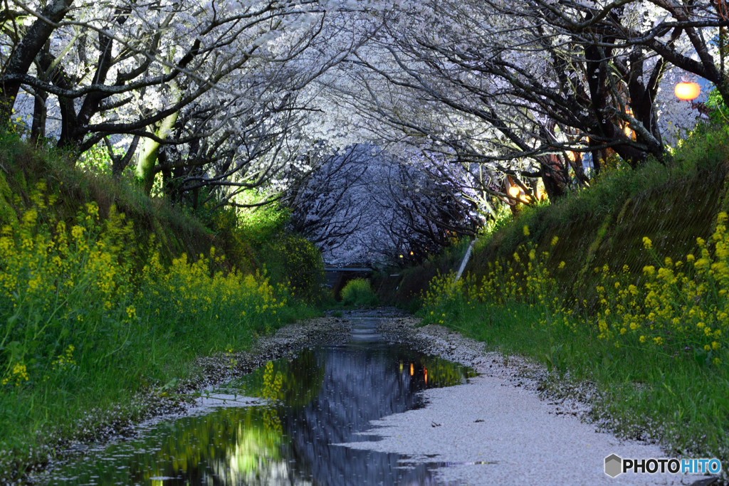 夜桜