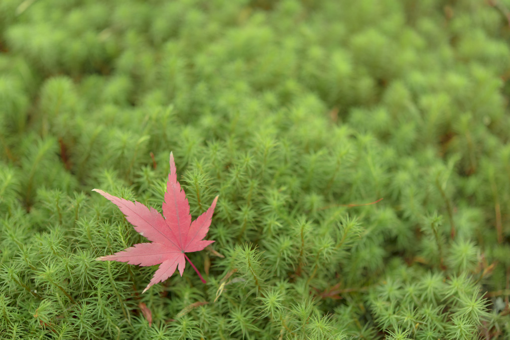 苔のじゅうたんフワフワ～