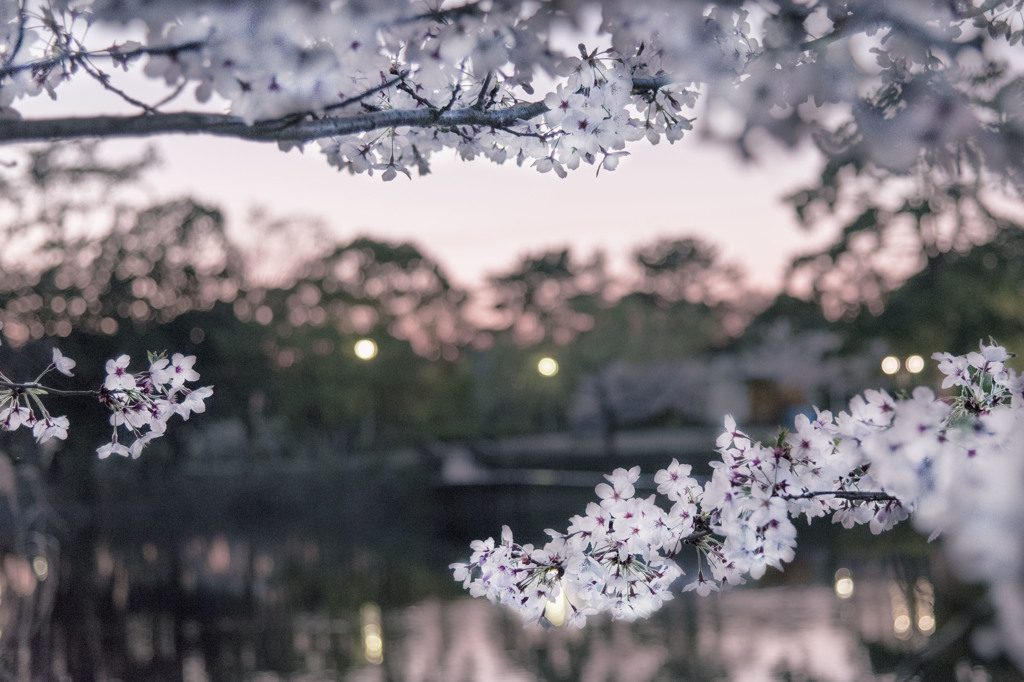 桜もっと撮りたかったな～