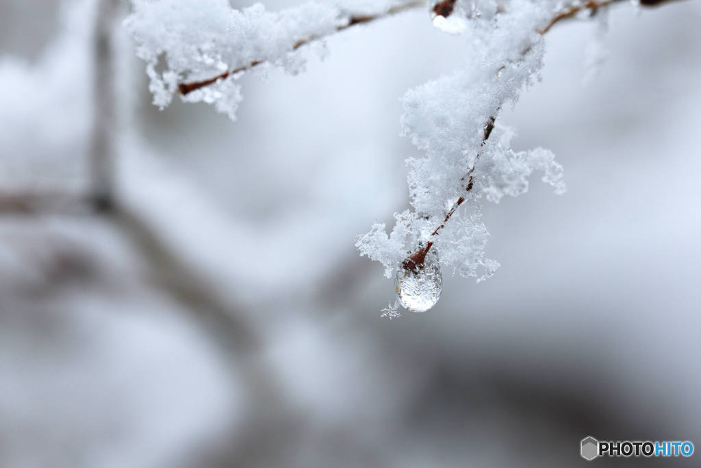 雪の雫