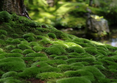 苔の階段