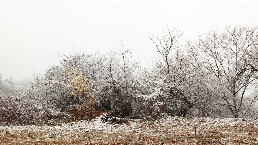 雪