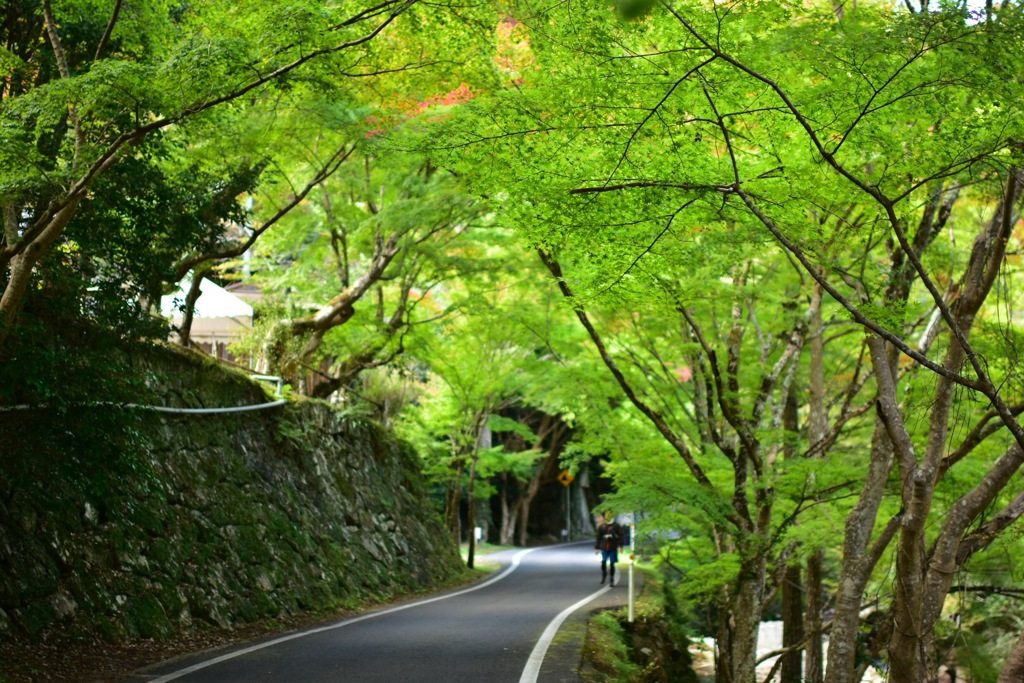 グリーンロード