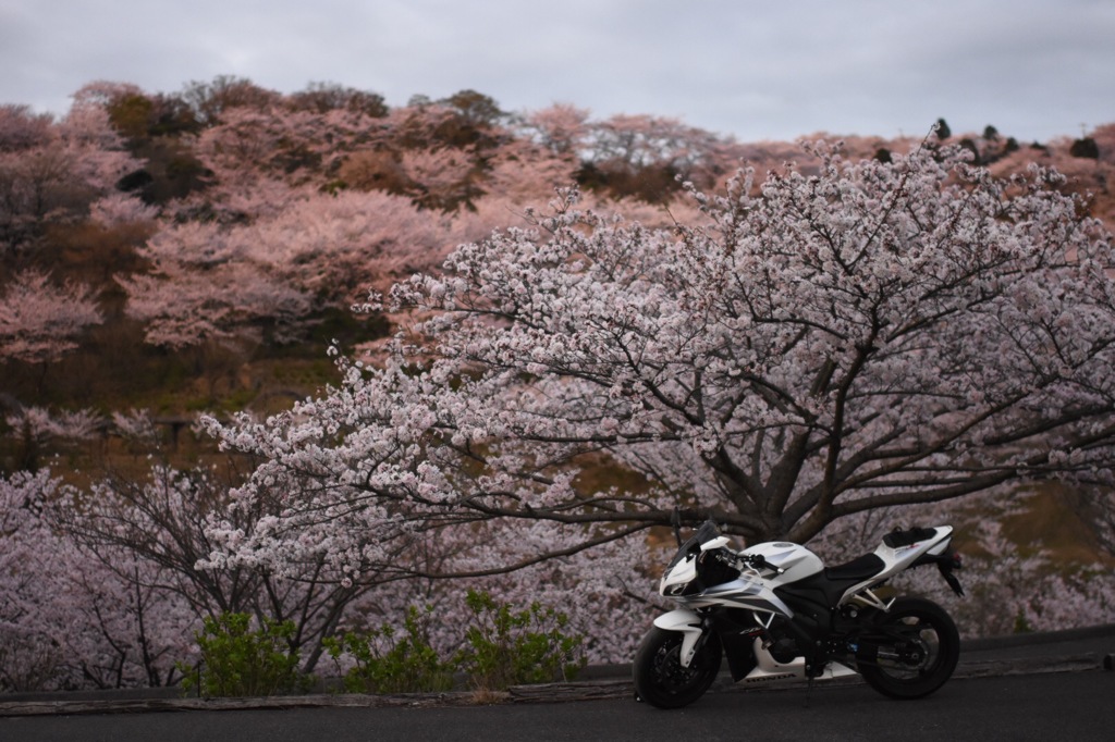 桜色の空を疾る