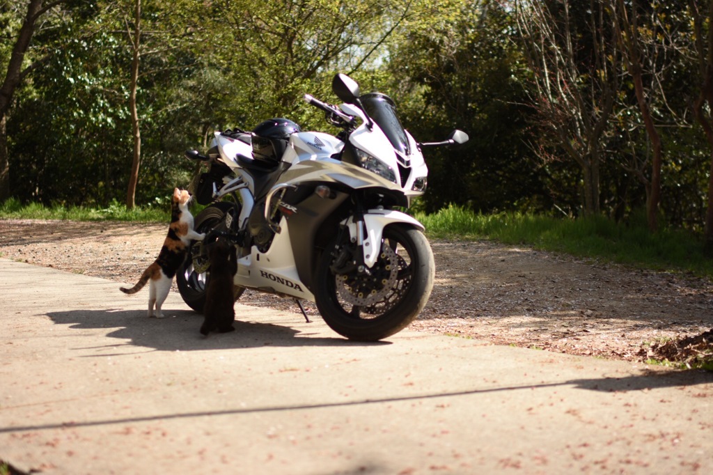 盗んだバイクで走り出すにゃ