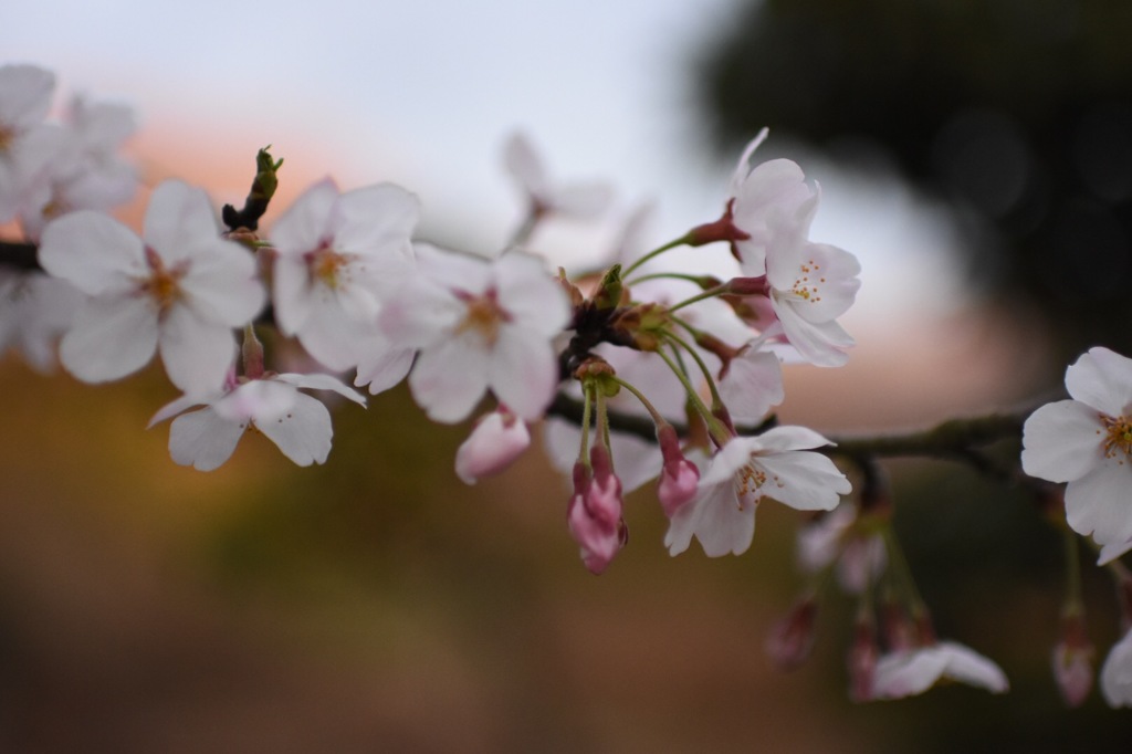夕桜