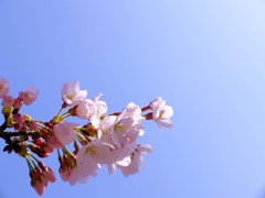咲いた！