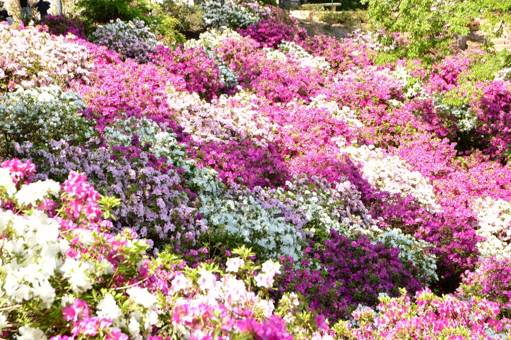 西山公園　つつじ