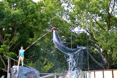 新屋島水族館イルカショー