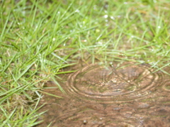 梅雨の楽しみ