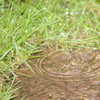 梅雨の楽しみ