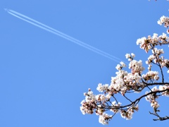 桜とひこうき雲