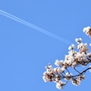 桜とひこうき雲