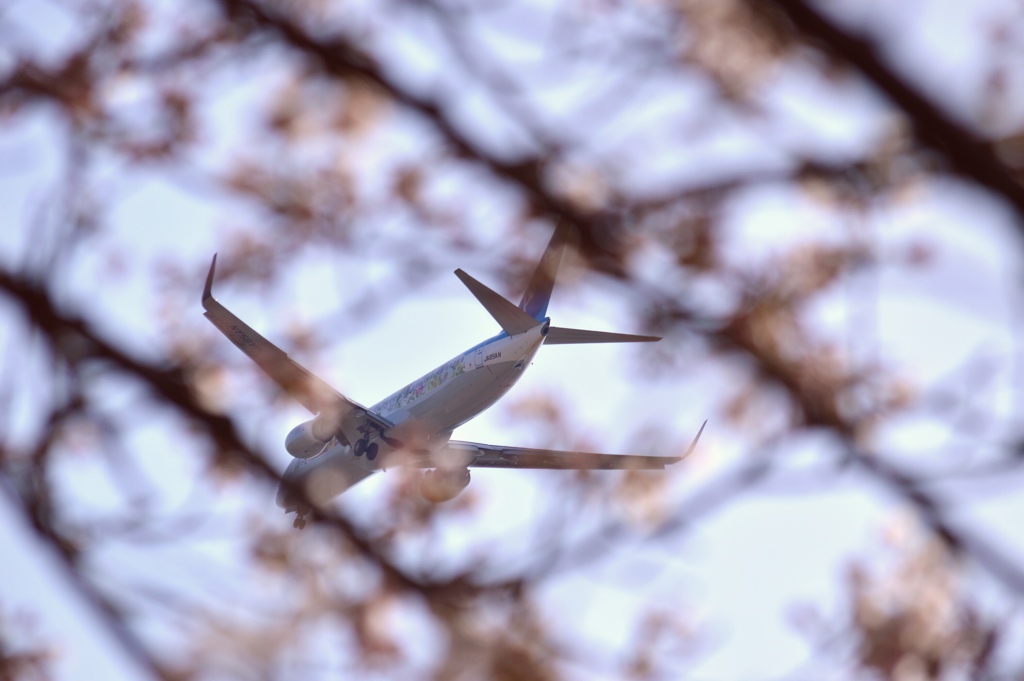 桜色飛行機