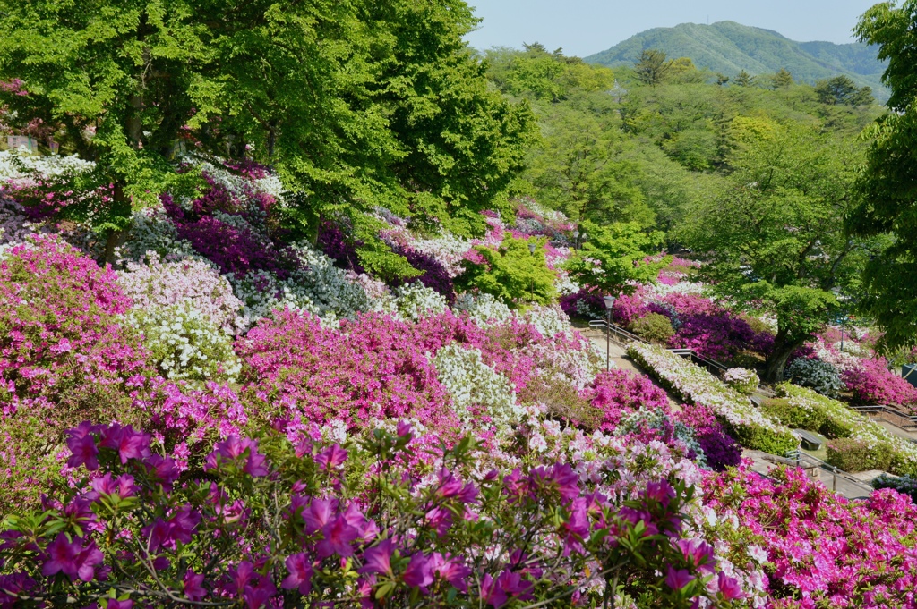 西山公園　つつじ