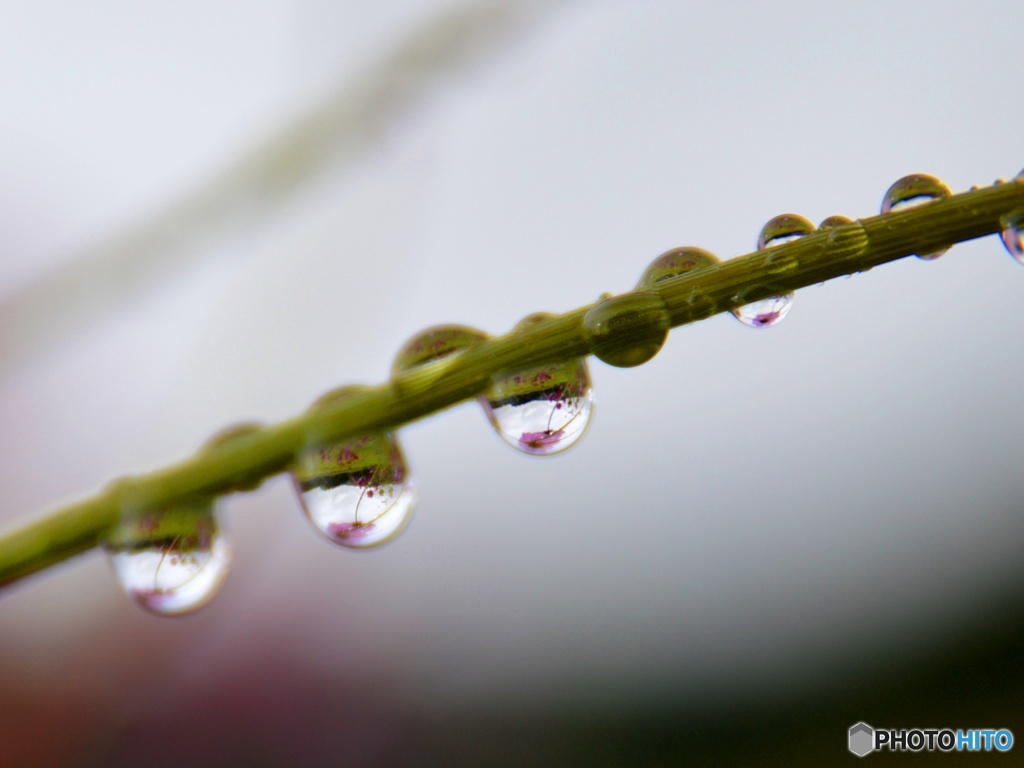 雨の後に