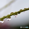 雨の後に